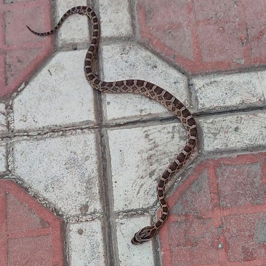 Capturan Víbora Afuera de un Negocio en San Pedro, Coahuila